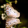 Junonia jatrophae