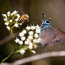 Pseudolycaena marsyas