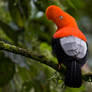 Andean Cock-of-the-Rock