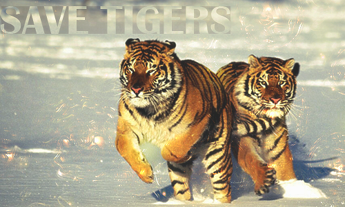 Save tigers