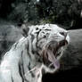 Beautiful white Tiger