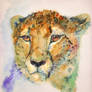 Cheetah_watercolour