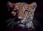 Leopard by Venlian