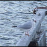 Sea gull - 1