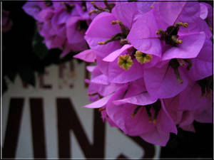 bougainvilla du midi