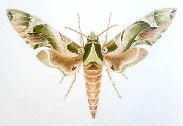 tropical Moth