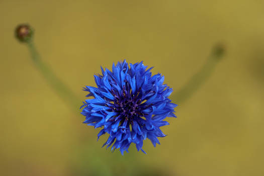 Cornflower hug