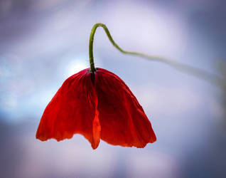 Field poppy