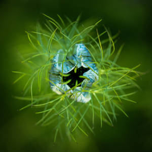 Love in a mist