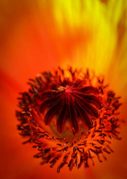 Poppy fire