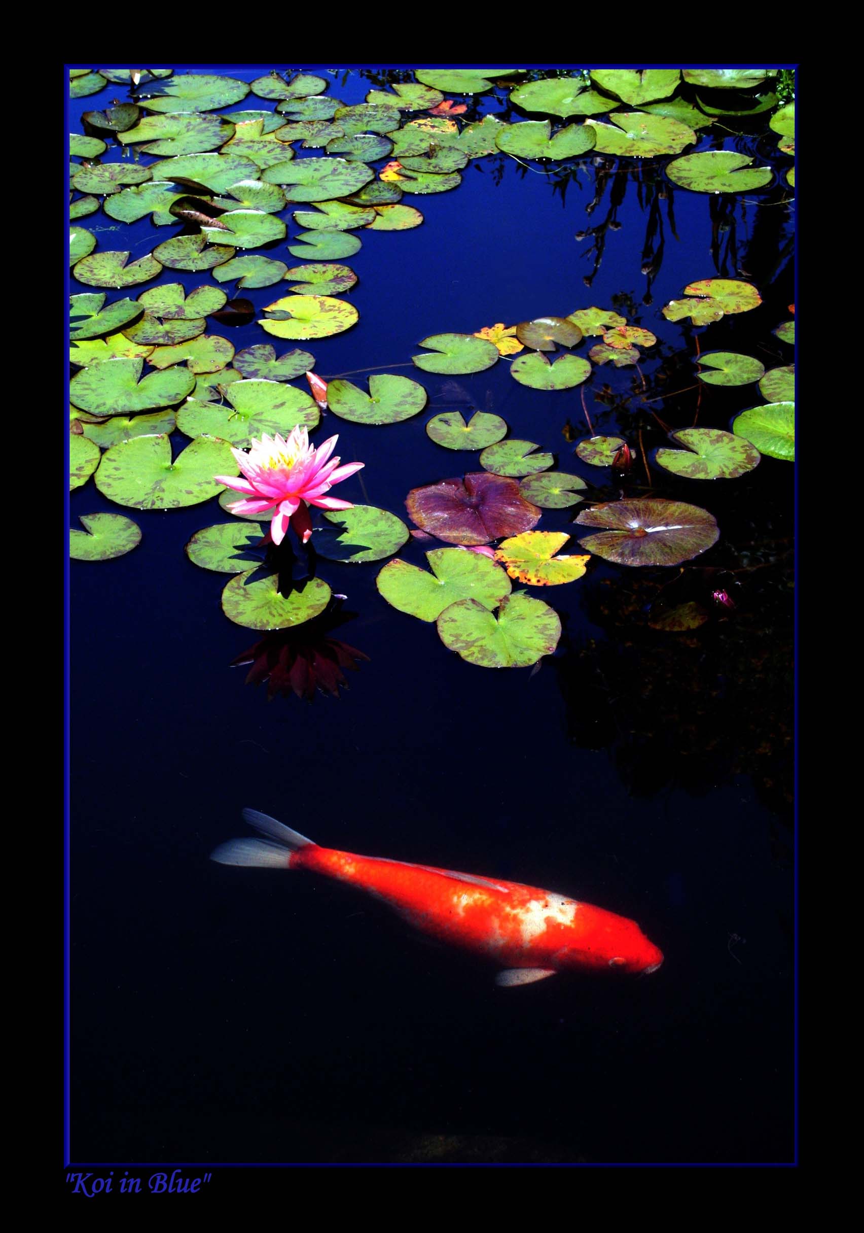 Koi in Blue