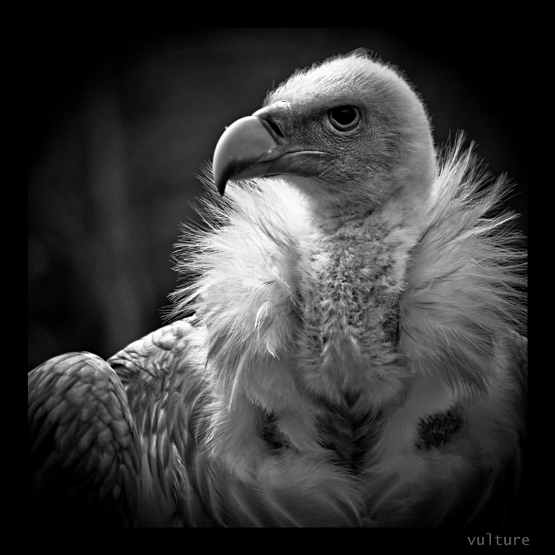 vulture