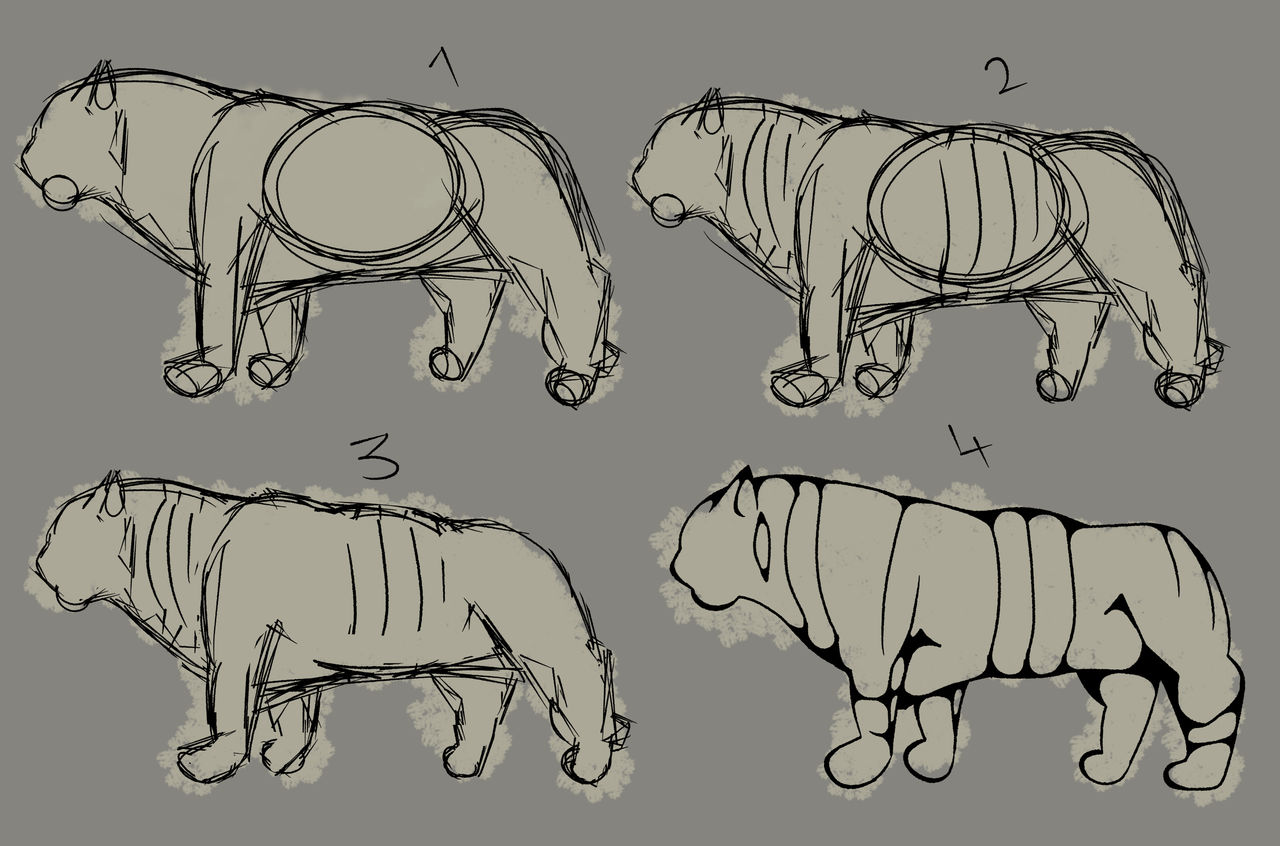 Tiger Anatomy Practise 2 by Padutonn on DeviantArt
