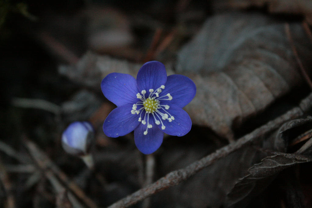 Spring Flower.