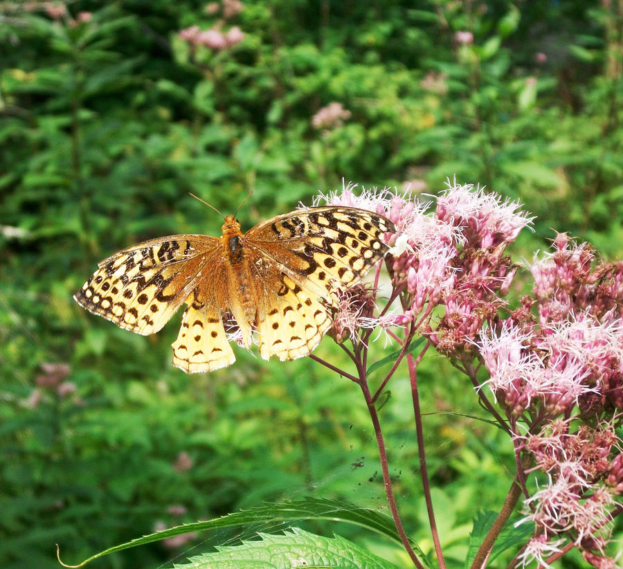 OMG BUTTERFLY