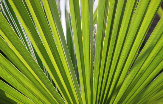 Backlit Green Leaf