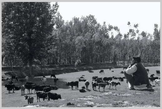 Shephard  and Cows