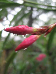 raindrops