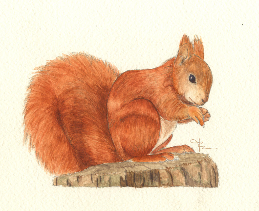 Deviantart Risumon Squirrel Squirrel by MayuMerisiel on DeviantArt