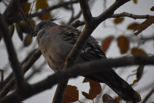 Bird in Tree