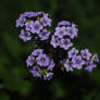 Clasping Heliotrope