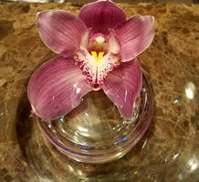 Orchids Beauty