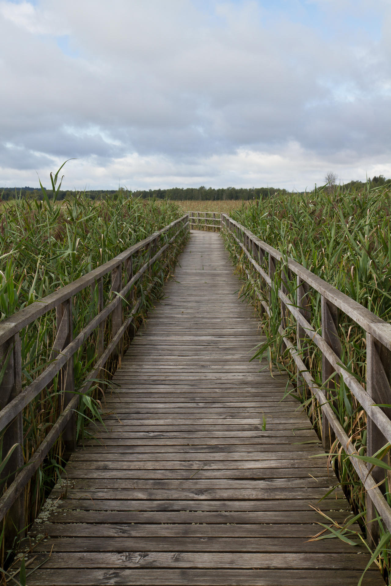 Federsee Pier