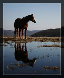 Reflections