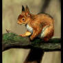 European Red Squirrel