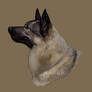 Simple Elkhound Profile