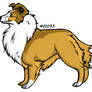 Shetland Sheepdog