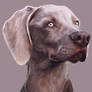 Weimaraner Portrait