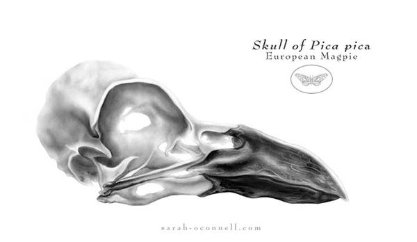 Magpie skull