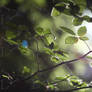 202606 Summer Forrest part 3