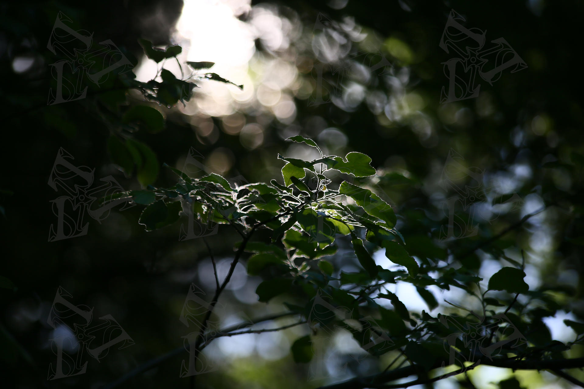 202606 Summer Forrest part 1 by LilySweetPhotography on DeviantArt