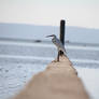 202608 Great Egret (Ardea alba)