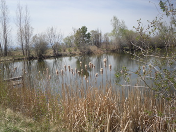 pond in the afternoon