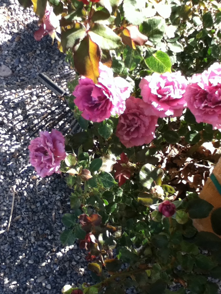 The Pink Roses