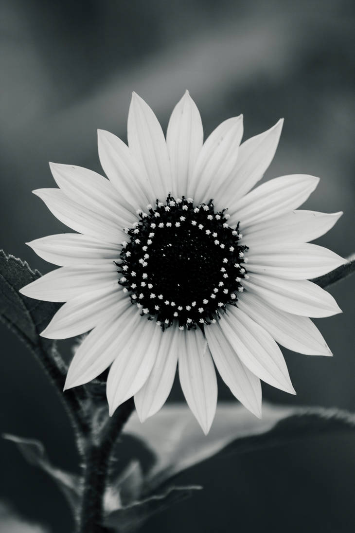 Sunflower by NoisyGhosts
