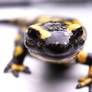 Salamander 4