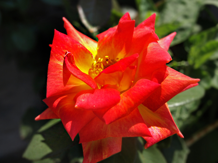 Red Flower in the Garden