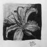 Charcoal Lily