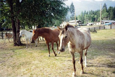 Horses