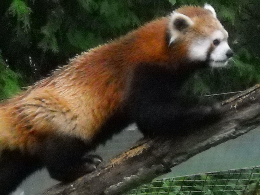 Red Panda