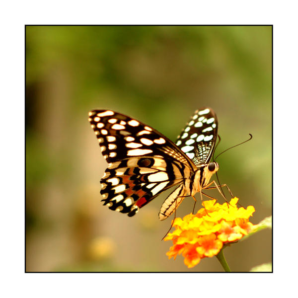 Butterfly and A Yellow Flower