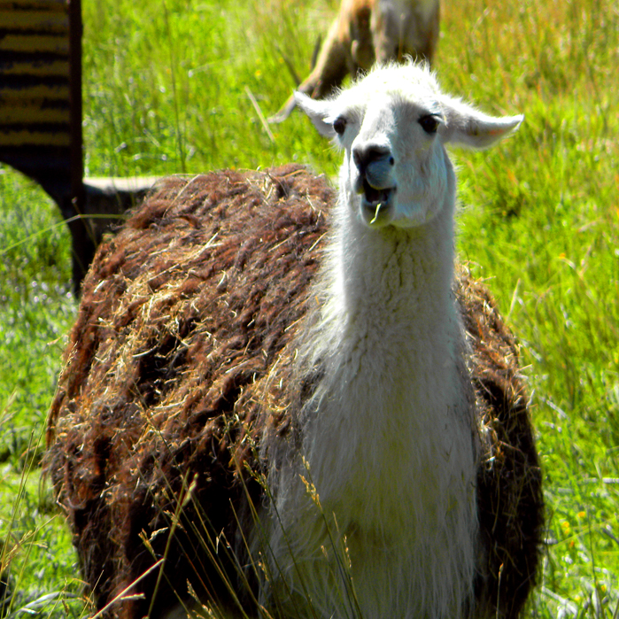 Love Da Llama