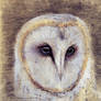 Barn Owl Study (Animal anatomy)