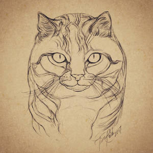 Sketching Process: Cat