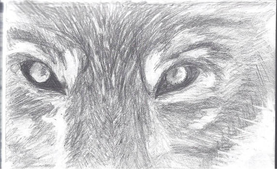 wolf eyes