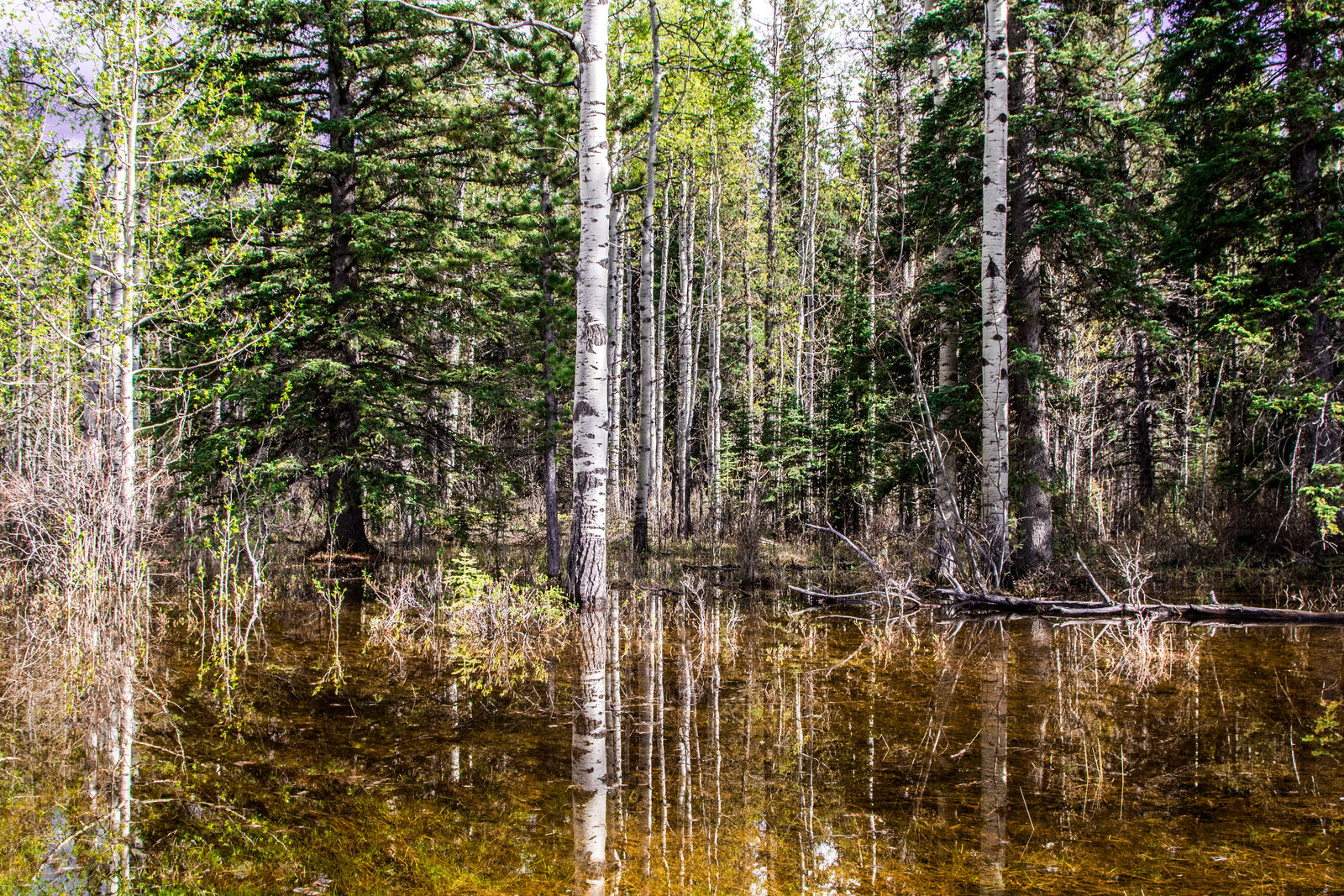 Reflective Trees 2